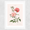 Rosa Semperflorens Wide White Frame