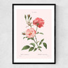 Rosa Semperflorens Narrow Black Frame