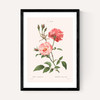Rosa Semperflorens