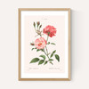Rosa Semperflorens