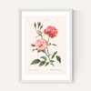 Rosa Semperflorens