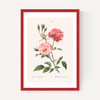 Rosa Semperflorens