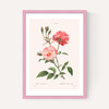 Rosa Semperflorens