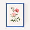 Rosa Semperflorens