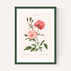Rosa Semperflorens
