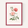 Rosa Semperflorens