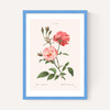 Rosa Semperflorens