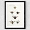 British Bee Wide Black Frame