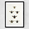 British Bee