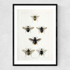 British Bee