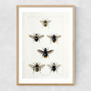 British Bee