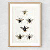 British Bee Medium Oak Frame