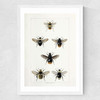 British Bee Medium White Frame