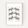 Black-Zebras