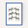 Black-Zebras