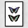 Butterfly Purple