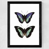 Butterfly Purple