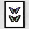 Butterfly Purple Wide Black Frame