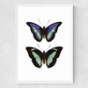 Butterfly Purple Medium White Frame