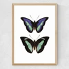 Butterfly Purple