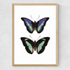 Butterfly Purple Medium Oak Frame