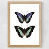 Butterfly Purple