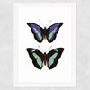 Butterfly Purple Wide White Frame
