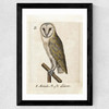 Owl Medieval Wide Black Frame