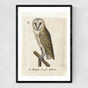 Owl Medieval Narrow Black Frame