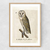 Owl Medieval Narrow Oak Frame