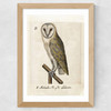 Owl Medieval