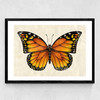 Butterfly by Dieter Braun Medium Black Frame
