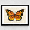 Butterfly by Dieter Braun Wide Black Frame