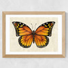 Butterfly by Dieter Braun Wide Oak Frame
