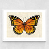 Butterfly by Dieter Braun Medium White Frame
