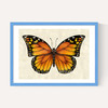 Butterfly by Dieter Braun