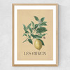 Les Citron Medium Oak Frame
