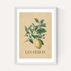 Les Citron