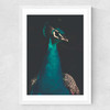 Peacock and Proud Medium White Frame