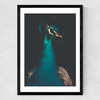 Peacock and Proud Medium Black Frame