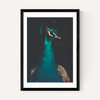 Peacock and Proud