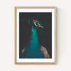 Peacock and Proud