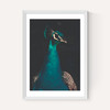 Peacock and Proud