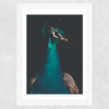 Peacock and Proud Wide White Frame