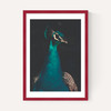 Peacock and Proud