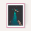 Peacock and Proud