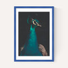 Peacock and Proud
