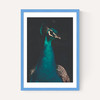 Peacock and Proud