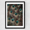 Peacock Feathers