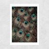 Peacock Feathers Unframed Print